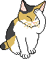 sitting cat